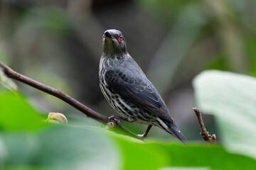Aplonis panayensis Asian glossy starling in close view