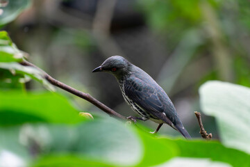 Aplonis panayensis Asian glossy starling in close view