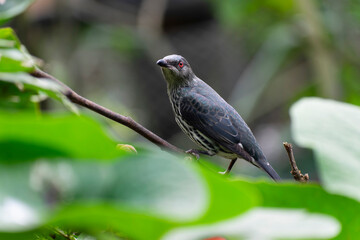 Aplonis panayensis Asian glossy starling in close view