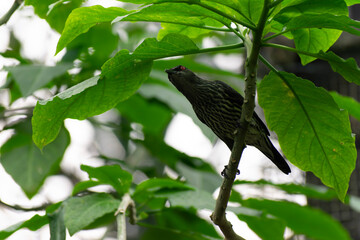 Aplonis panayensis Asian glossy starling in close view