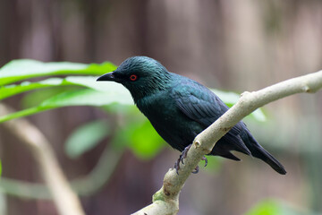 Aplonis panayensis Asian glossy starling in close view