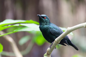 Aplonis panayensis Asian glossy starling in close view
