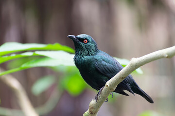 Aplonis panayensis Asian glossy starling in close view