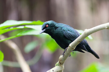 Aplonis panayensis Asian glossy starling in close view