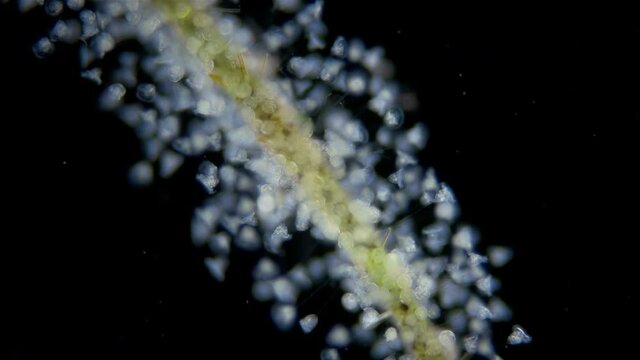Infusoria (Ciliophora) Vorticella under microscope, class Oligohymenophorea. Video shows the colony attached to algae. They also attach to stones, crustaceans