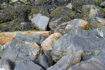 Close Up of Seaweed Covered Rocks on Beach