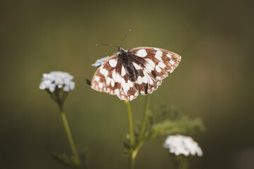 Schmetterling