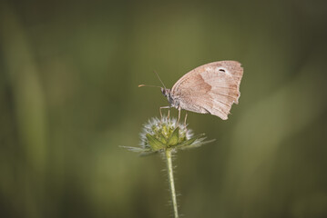 Obraz premium Schmetterling