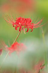 雨に濡れた彼岸花