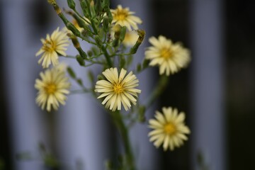 Lactuca indica flowers. Asteraceae plants. The flowering season is from August to November.
