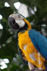 photo of yellow and blue ara parrot on tree branch