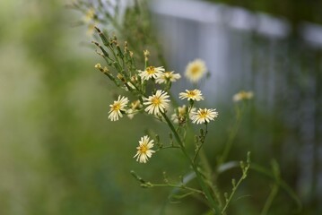 Lactuca indica flowers. Asteraceae plants. The flowering season is from August to November.