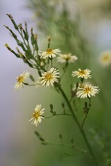 Fototapeta premium Lactuca indica flowers. Asteraceae plants. The flowering season is from August to November.