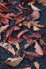 落葉　落ち葉　枯葉　秋　葉