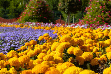 Colorful field of spring flowers, flower garden