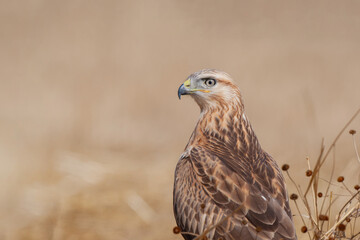Naklejka na ściany i meble Back profile of long-legged hawk (Buteo rufinus) perched in grass.