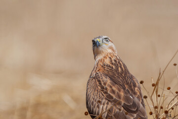 Back profile of long-legged hawk (Buteo rufinus) perched in grass.