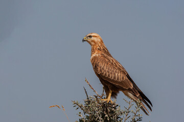 Side profile of a long-legged hawk (Buteo rufinus) perched on a tree.