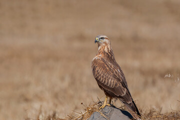 Back profile of long-legged hawk (Buteo rufinus) perched in grass.