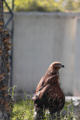 The hawk on the tree watches its prey
