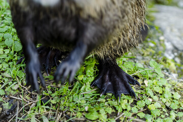 Closeup of the feet of a cute coypu standing on the vibrant green grass © Franco Bertagna/Wirestock
