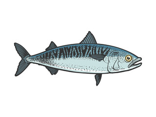 mackerel scomber fish sketch raster illustration