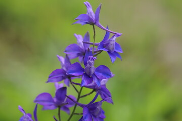 初夏の公園に咲くチドリソウの紫色の花