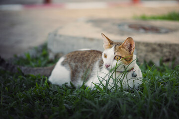 cat on grass