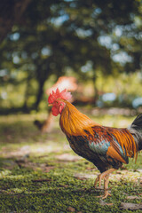 rooster in the farm