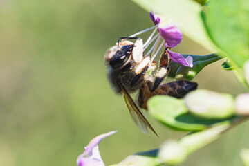  honey bee collects nectar by hanging on a small red flower side view