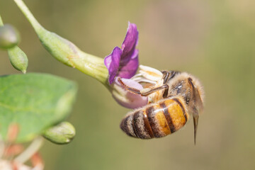  honey bee collects nectar by hanging on a small red flower