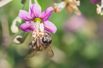 honey bee collects nectar hanging on a red flower on a green background