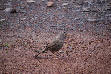 Obraz premium brown bird