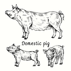 Pig (sow) standing and couple piglets side view. Ink black and white doodle drawing in woodcut style. © Artinblackink