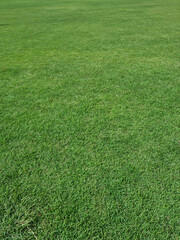 Grass background close up photo.