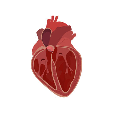 Internal inside structure of the heart. Pulmonary valve closed. Vector flat anatomy medical illustration.
