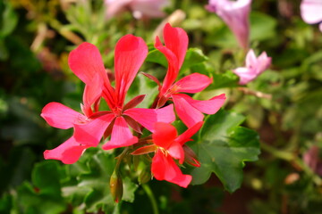 Pink flowers. Plants. Suitable for background