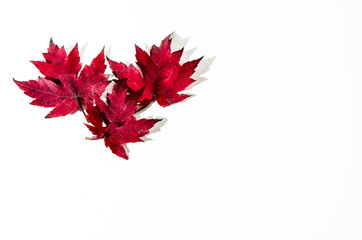 Autumn dry leaf fallen from tree on white background