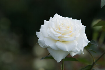 Close-up of beautiful white rose on blurry green leaves background.