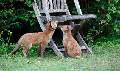 Family of fox cubs exploring the garden
