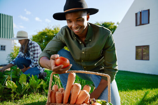 Mixed race male farmer working in vegetable patch holding fresh produce