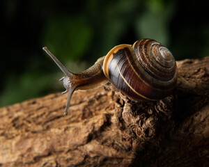 Garden Snail