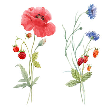 Beautiful floral set with hand drawn watercolor gentle poppy flowers. Stock illuistration.