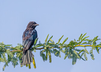 Black Drango sitting on tree