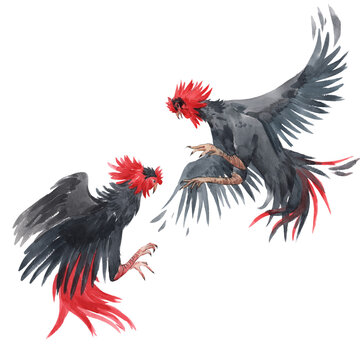 Beautiful image with watercolor fighting black roosters. Stock illustration.