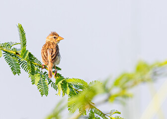 Baya the weaver bird