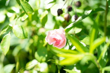 Blumen in der Natur - Vielfalt genießen