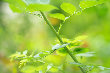 Blumen in der Natur - Vielfalt genießen