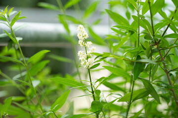Blumen in der Natur - Vielfalt genießen