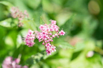 Blumen in der Natur - Vielfalt genießen